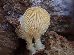 Panellus ligulatus