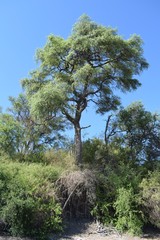 Sideroxylon obtusifolium