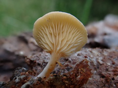 Panellus ligulatus