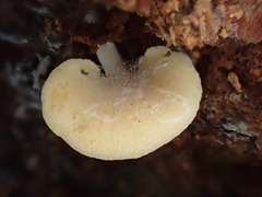 Panellus ligulatus