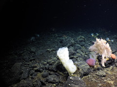 Graneledone boreopacifica