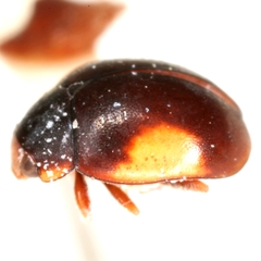 Hyperaspis significans