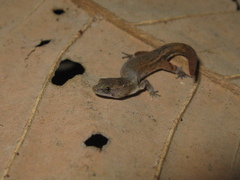 Chatogekko amazonicus