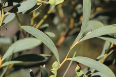 Acacia anceps
