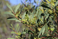 Acacia anceps