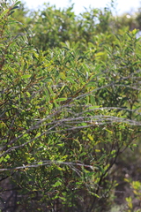 Acacia anceps