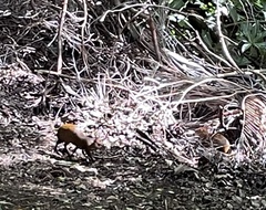 Dasyprocta ruatanica