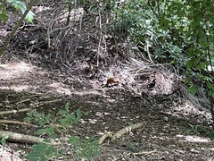 Dasyprocta ruatanica