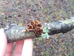 Fungi