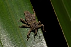 Poropterus ellipticus