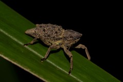 Poropterus ellipticus