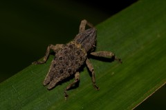 Poropterus ellipticus