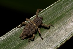 Poropterus ellipticus