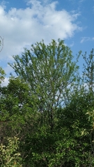 Mimosa ophthalmocentra