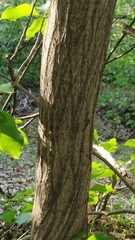 Mimosa ophthalmocentra