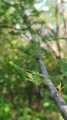 Mimosa ophthalmocentra