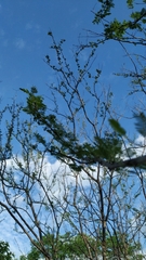 Mimosa ophthalmocentra