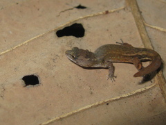 Chatogekko amazonicus