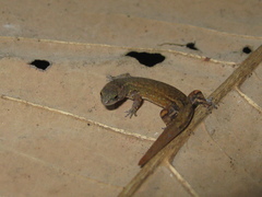 Chatogekko amazonicus