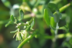 Roepera billardierei