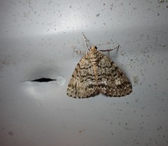 Pseudocoremia indistincta