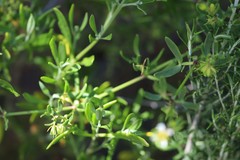 Roepera billardierei