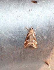 Glaucocharis interrupta