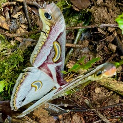 Epiphora albidus