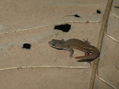 Chatogekko amazonicus