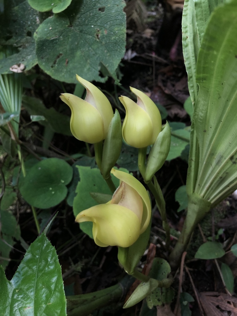Anguloa cliftonii