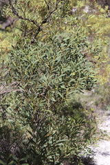 Acacia anceps
