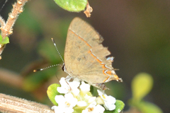 Calycopis origo