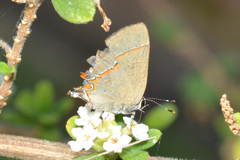 Calycopis origo