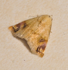 Eublemma apicimacula