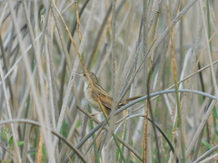 Spartonoica maluroides