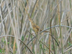 Spartonoica maluroides