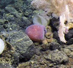Graneledone boreopacifica