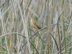 Spartonoica maluroides