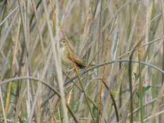 Spartonoica maluroides