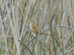 Spartonoica maluroides