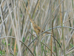 Spartonoica maluroides