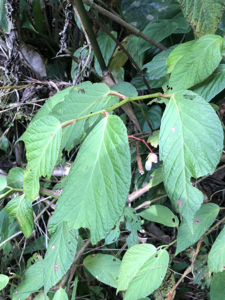 Begonia dugandiana (Begonia dugandiana)
