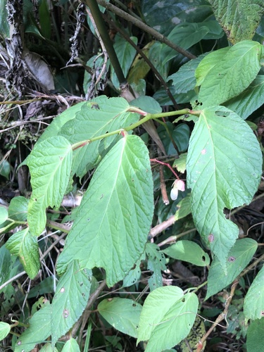 Begonia dugandiana (Begonia dugandiana)