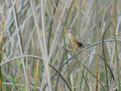 Spartonoica maluroides