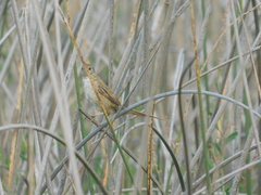 Spartonoica maluroides