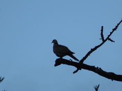 Streptopelia decaocto