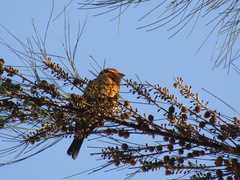 Haemorhous mexicanus
