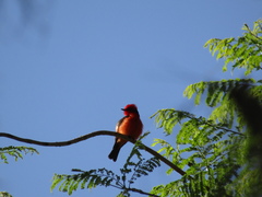 Pyrocephalus rubinus