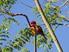 Pyrocephalus rubinus