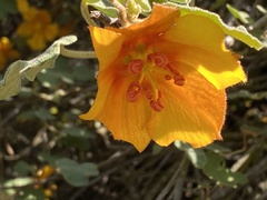 Fremontodendron